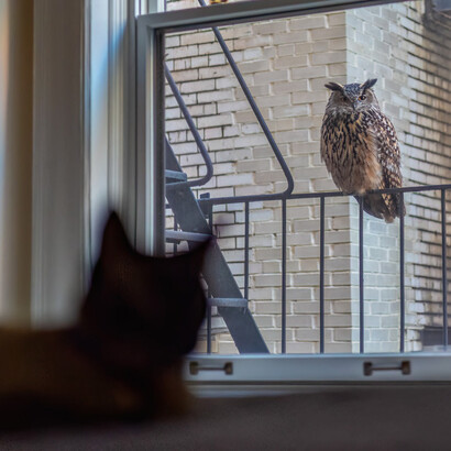 Marianne DeMarco, Flaco and Indie the cat, February 16, 2024. Courtesy of The New York Historical