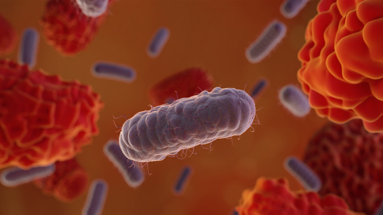 Bacteroides Dorei, stäbchenförmiges Darmbakterium, absorbiert schnell PFAS