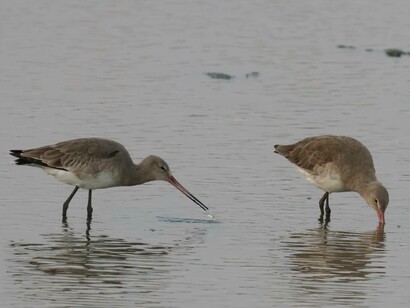 Black-tailed Godwits © Gehan de Silva Wijeyeratne