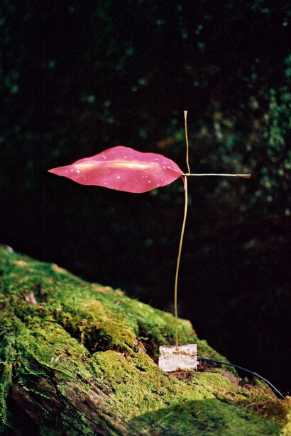 Installation View, Jake Coan, Species, 2023. Courtesy of the artist and Hostler Burrows Gallery