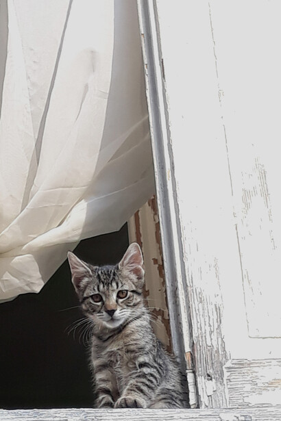 Gatti greci, foto Anna Lauvergnac