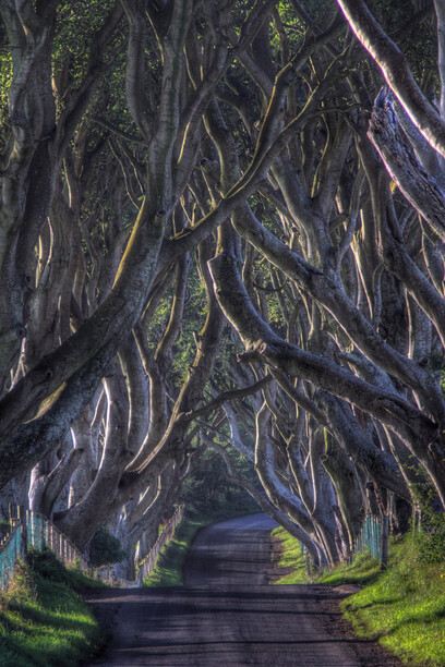 Trees with branches intertwined