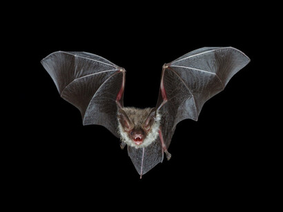 Nel giro di pochi anni il pipistrello si è ritrovato il suo habitat invaso dall'uomo in qualsiasi parte del mondo