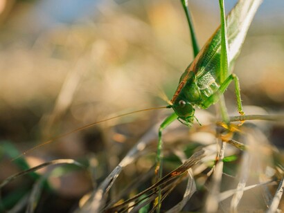 Entomofagia nel XXI secolo: una soluzione per l'aumento della popolazione mondiale
