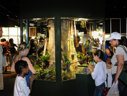 Frogs! A Chorus of Colors. Courtesy of Florida Museum of Natural History