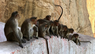 In freedom the social structure of monkeys is basically harem