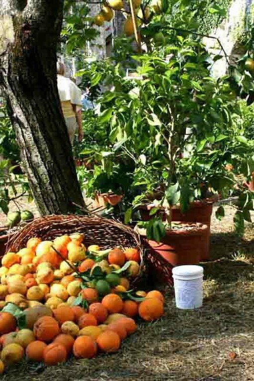 Raccolta di agrumi nella Villa Pisani di Strà, Venezia
