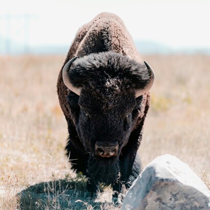 Per "Il Bisonte" (disco), invece, le gocce hanno la provenienza dello stesso sconfinato mare, quello delle solitudini. Sono solitudini utili