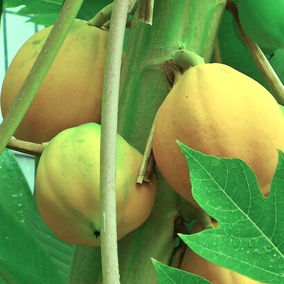 Carica papaya