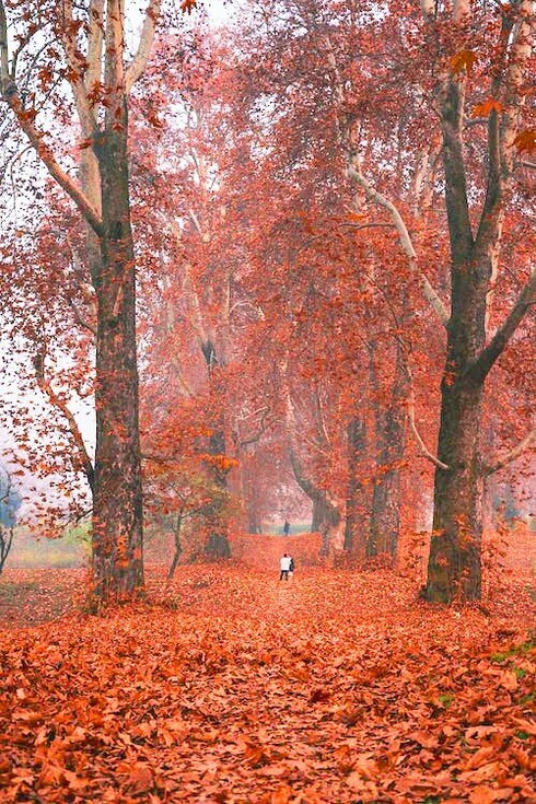 In ottobre è già in corso quello straordinario fenomeno che i radical chic di Cortina, che sembrano averlo scoperto solo adesso, chiamano “foliage” e che altro non è se non la naturale senescenza fogliare autunnale
