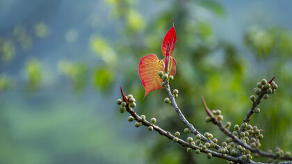 De acuerdo a la leyenda, cuando el príncipe Siddhartha Gautama, durante un recorrido por las calles de su ciudad, descubrió lo que era la muerte al ver el funeral de un anciano, impresionado, renunció a sus privilegios y se retiró para llevar una vida de asceta. Ese momento culminó una noche que se sentó bajo una higuera jurando no volver a levantarse hasta descubrir la verdad. "Ficus religiosa", hojas nuevas, Chalakudy, India