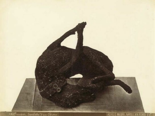 Achille Mauri “Squelette d`un chien”c. 1875, albumen print (from glass negative), 20 x 25,9 cm