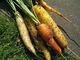 The Carrot’s Story  