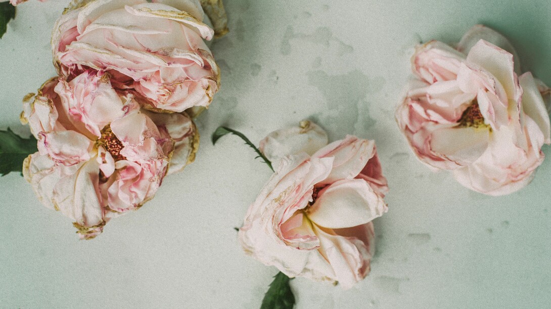 Flores marchitas