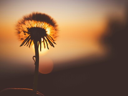 Silhouette de la main d'une personne tenant une fleur de pissenlit après avoir soufflé ses pétales