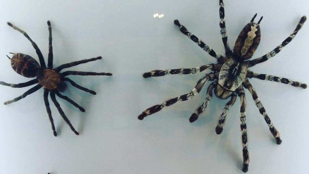 Spiders. Courtesy of ROM