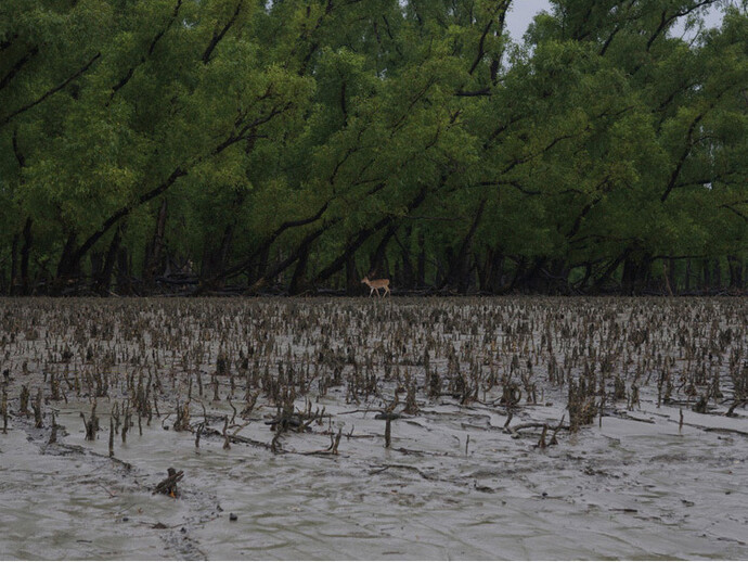 Tomoko Yoneda, from the series Rivers become Oceans, Lone Deer, Sundarbans, Bangladesh, 2008
© Tomoko Yoneda

