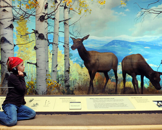 Wildlife Exhibits. Courtesy of Denver Museum of Nature & Science