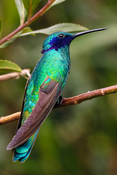 El papel ecológico del colibrí es muy fundamental para la conservación de flora, ya estas aves suelen recoger el polen con la cabeza para llevarlo hacia otras flores