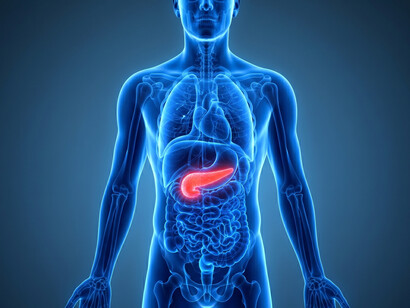 Medical visualization highlighting the pancreas and its critical role in digestive health