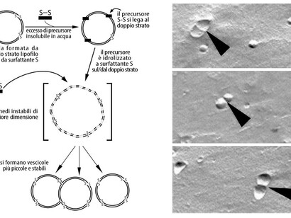 Illustrazione dal volume "Vita e natura: una visione sistemica", Aboca Edizioni