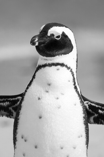 Penguin em seu habit natural na Antártica