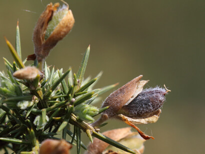 Gorse is a common plant in the heaths of Ashdown Forest © Gehan de Silva Wijeyeratne