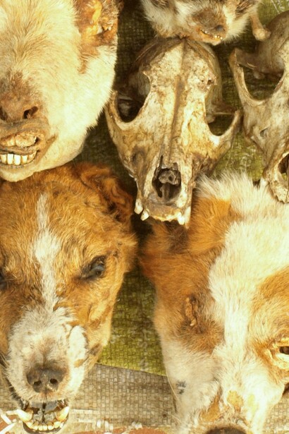 Puesto en el mercado de Akodessewa, Lomé, Togo