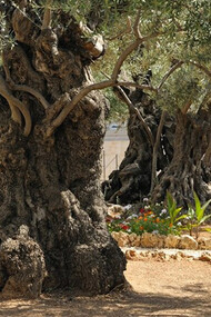 Olivos en Gethsemani, Israel