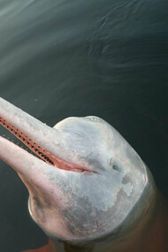The Boto Cor-de rosa, the pink river dolphin of the Brazilian Amazon