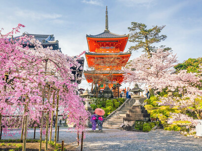 A pagoda and cherry blossoms of Kyoto, Japan