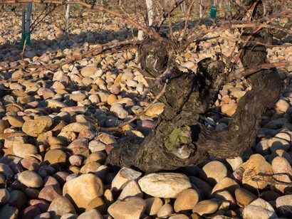 Stony soils of Châteauneuf-du-Pape, France