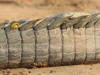 Gharial with ID tag and GPS Logger on tail © Gehan de Silva Wijeyeratne