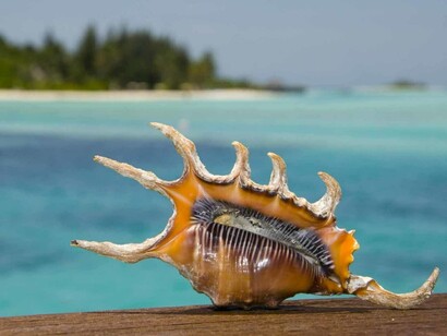 Souvenir des Maldives