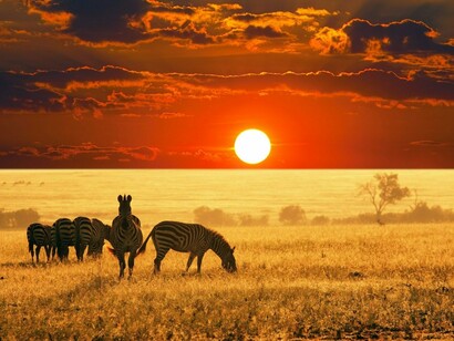 Zebra