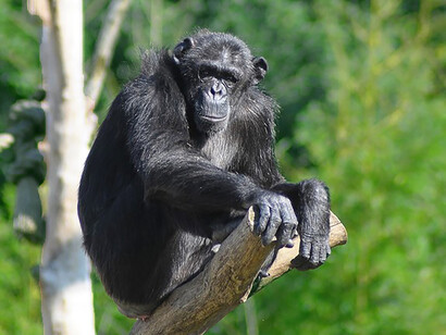 Revenge is also associated with food selfishness 