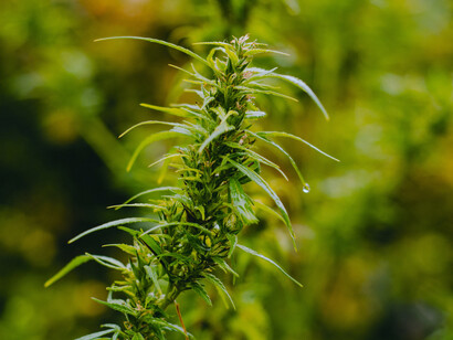 Current trends in favor of legalization of marijuana