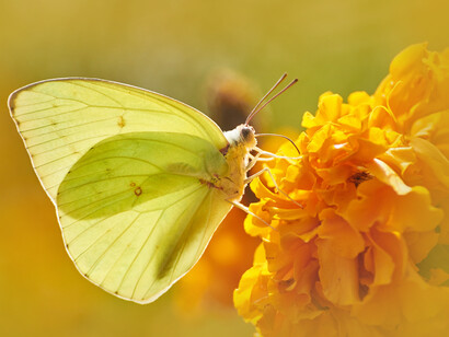 A yellow butterfly on an orange chrysanthemum