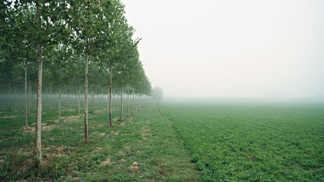 Paolo Simonazzi, Portiolo San Benedetto Po (MN), 2007
