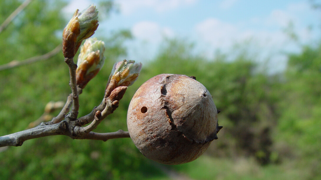 Galla di Andricus quercustozae (Quercia)