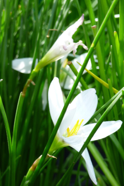 Zephyranthes candida