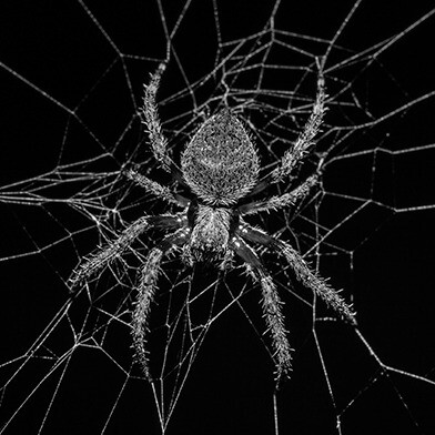 Aranha. Animalesco, antropofágico, explícito