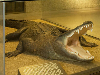 Hall of Reptiles and Amphibians. Courtesy of American Museum of Natural History