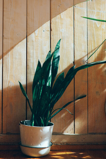 La segunda acepción de "cultivar" significa "poner los medios necesarios para mantener y estrechar el conocimiento, el trato o la amistad"