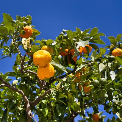Tra foglie lucide e frutti dorati vive ancora la saggezza semplice di chi sapeva ascoltare la natura