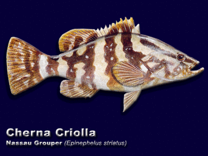 Cherna Criolla