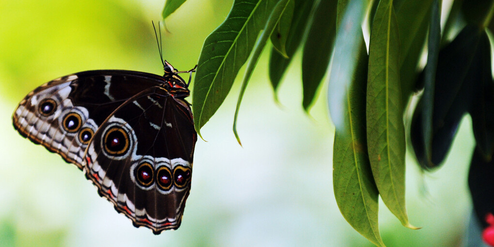 Butterfly Garden. Courtesy of Museum of Science 