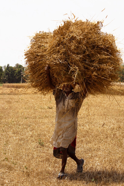An adult farmer carries a large load of freshly cut hay across an open field, reflecting the labor of the harvest