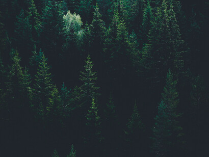 Foresta: gli effetti della concimazione carbonica indotta dall'aumento dell'anidride carbonica nell'atmosfera sono positivi per boschi e foreste