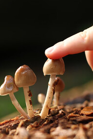 A hand reaches toward mushrooms growing in the soil